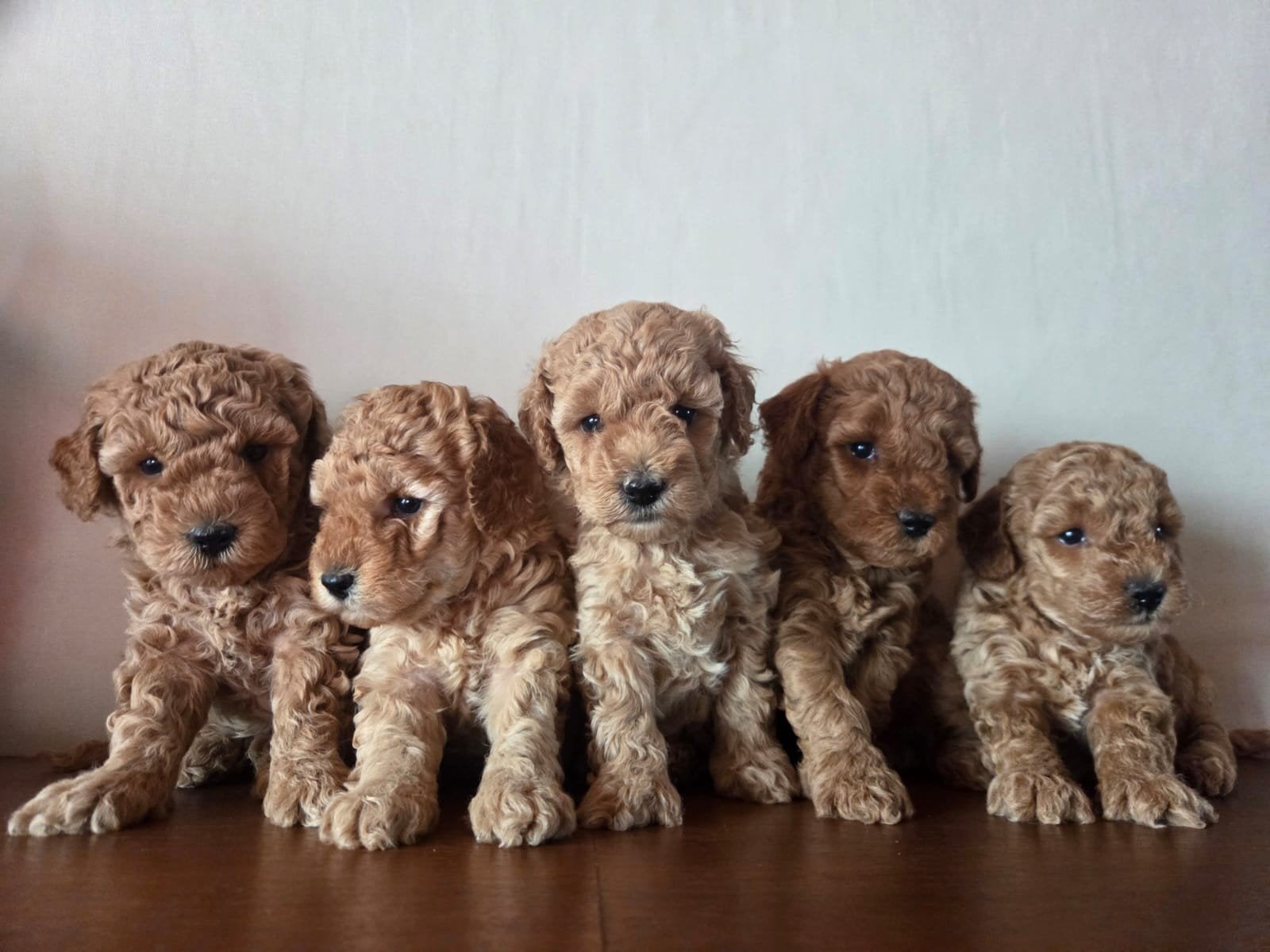 Prachtige Dwergpoedel Puppy's, Caniche, Maladie de Carré (chiens), 8 à 15 semaines, Plusieurs