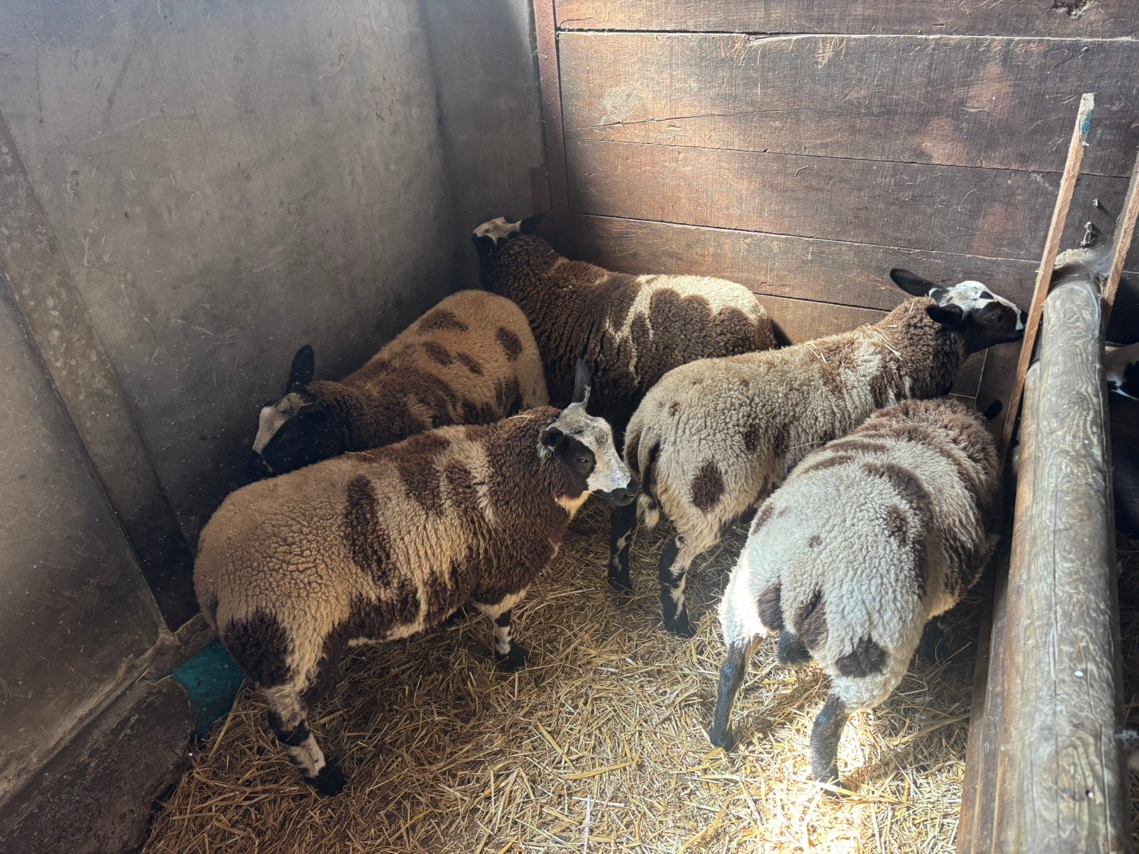5 baggerbonte ooilammeren, Dieren en Toebehoren