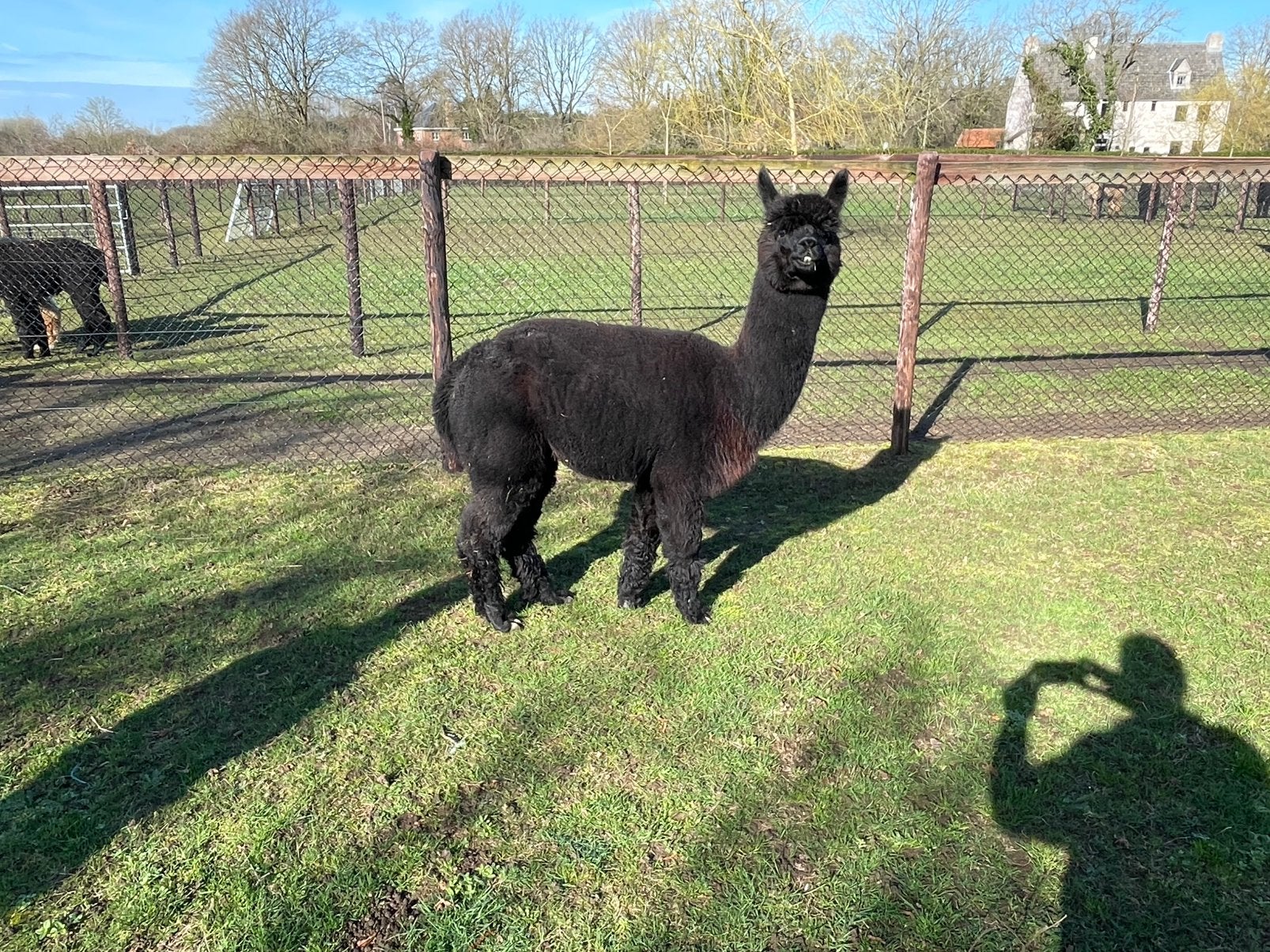 Alpaca hengst, Mei, Mannelijk