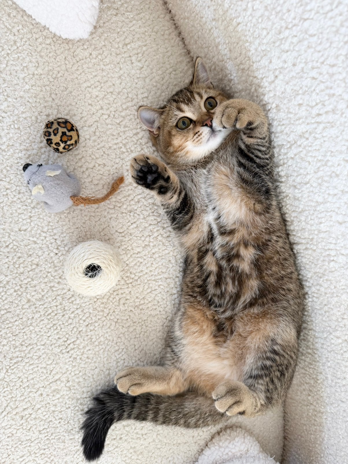 Britse Korthaar Kitten, Dieren en Toebehoren, Poes, Gechipt, 0 tot 2 jaar