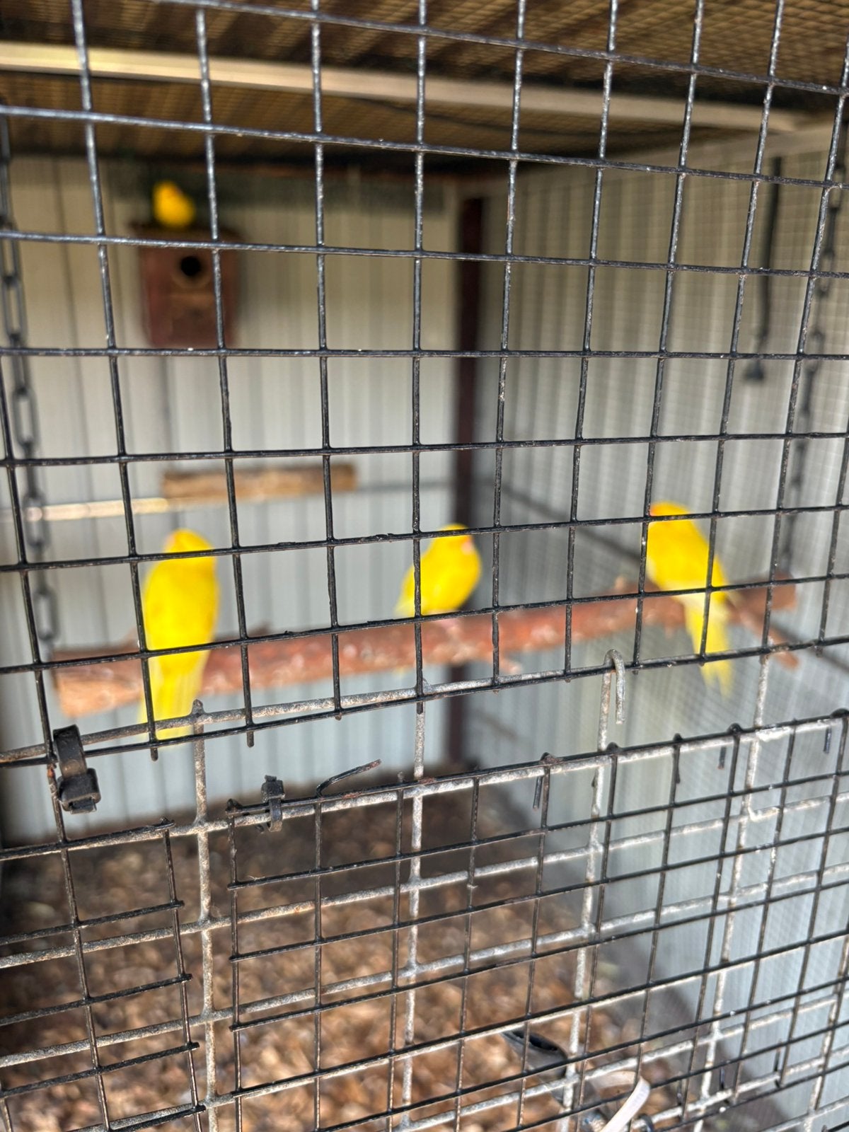 Kakarikies à front jaune, Animaux & Accessoires, Oiseaux | Oiseaux Autre