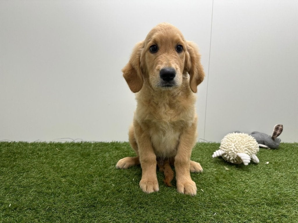 Chiots Golden Retriever, Golden retriever, Maladie de Carré (chiens), Plusieurs, Belgique