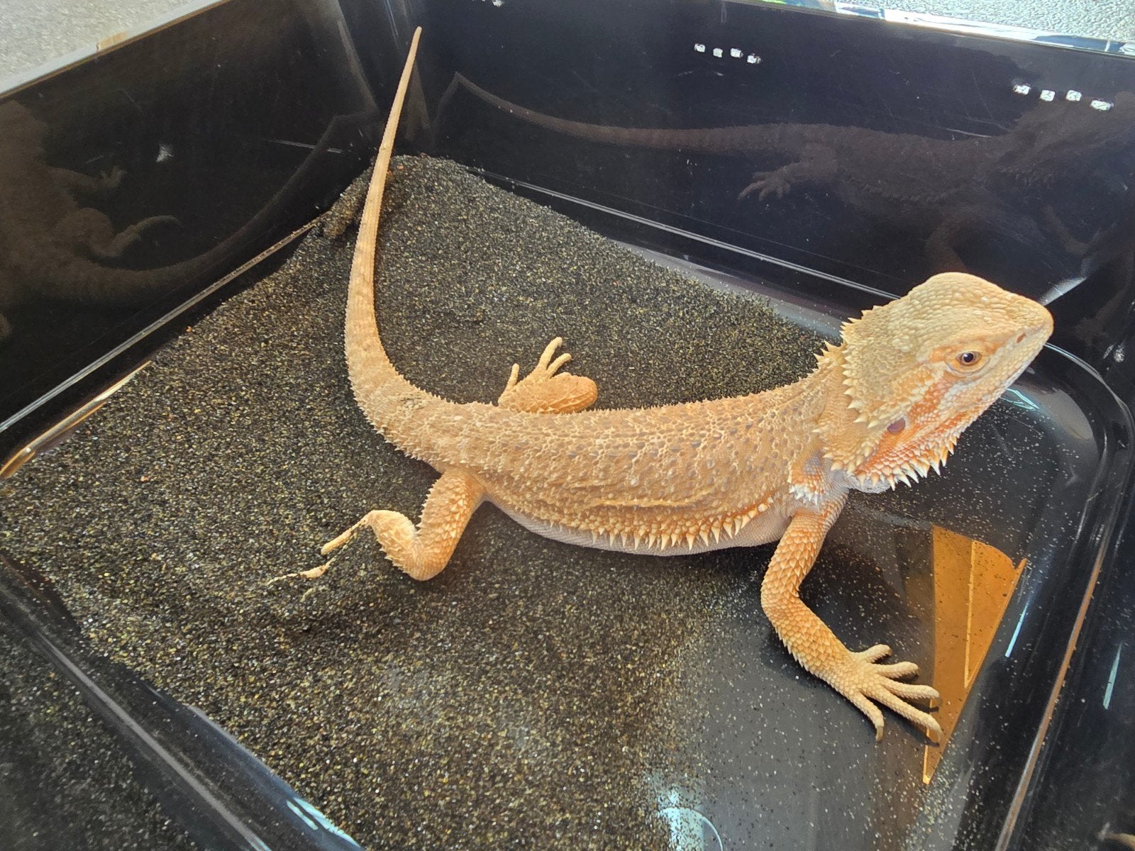 Prachtige vrouwelijke baardagaam (Pogona vitticeps), Amfibie
