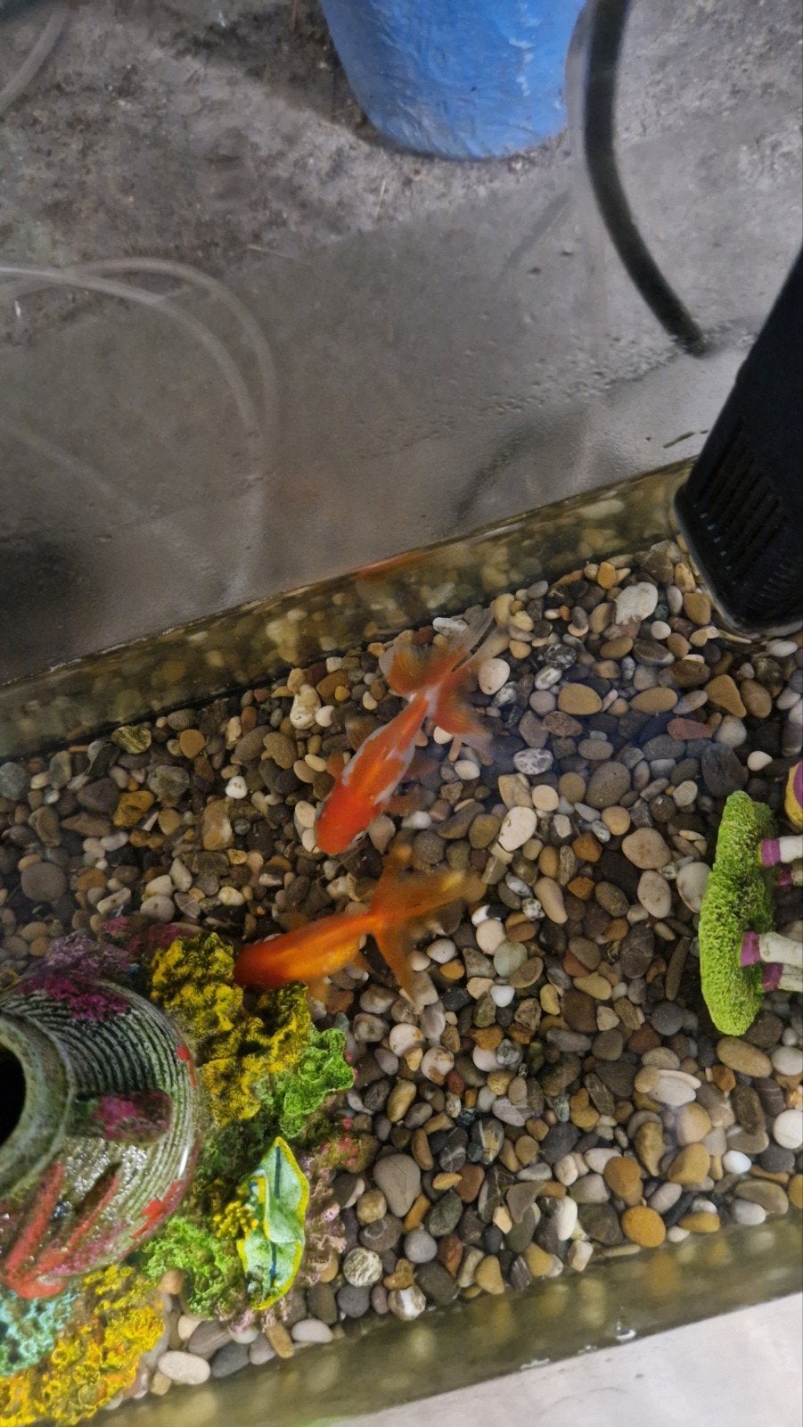 2 goudvissen., Dieren en Toebehoren