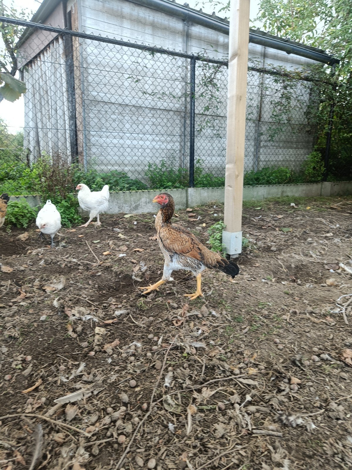poulet Big Fight, Poule ou poulet