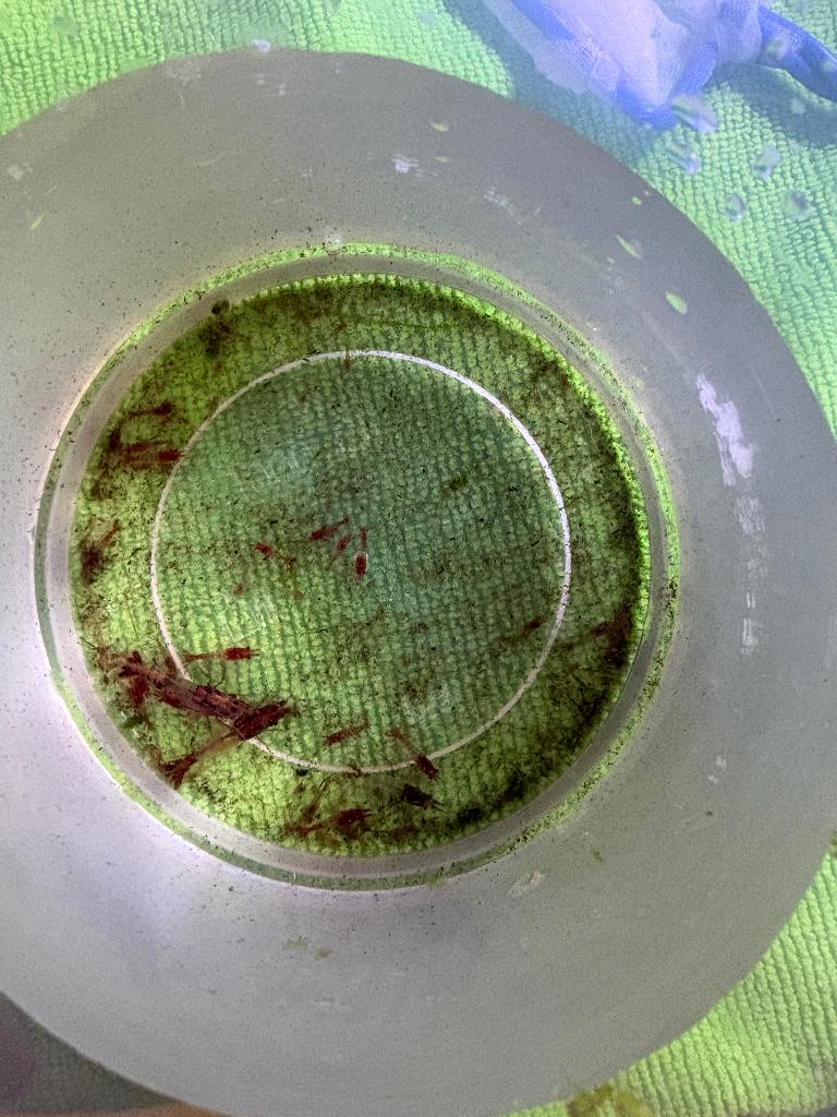 Neocaridina red rili garnalen, Dieren en Toebehoren, Kreeft, Krab of Garnaal, Zoetwatervis, Schoolvis