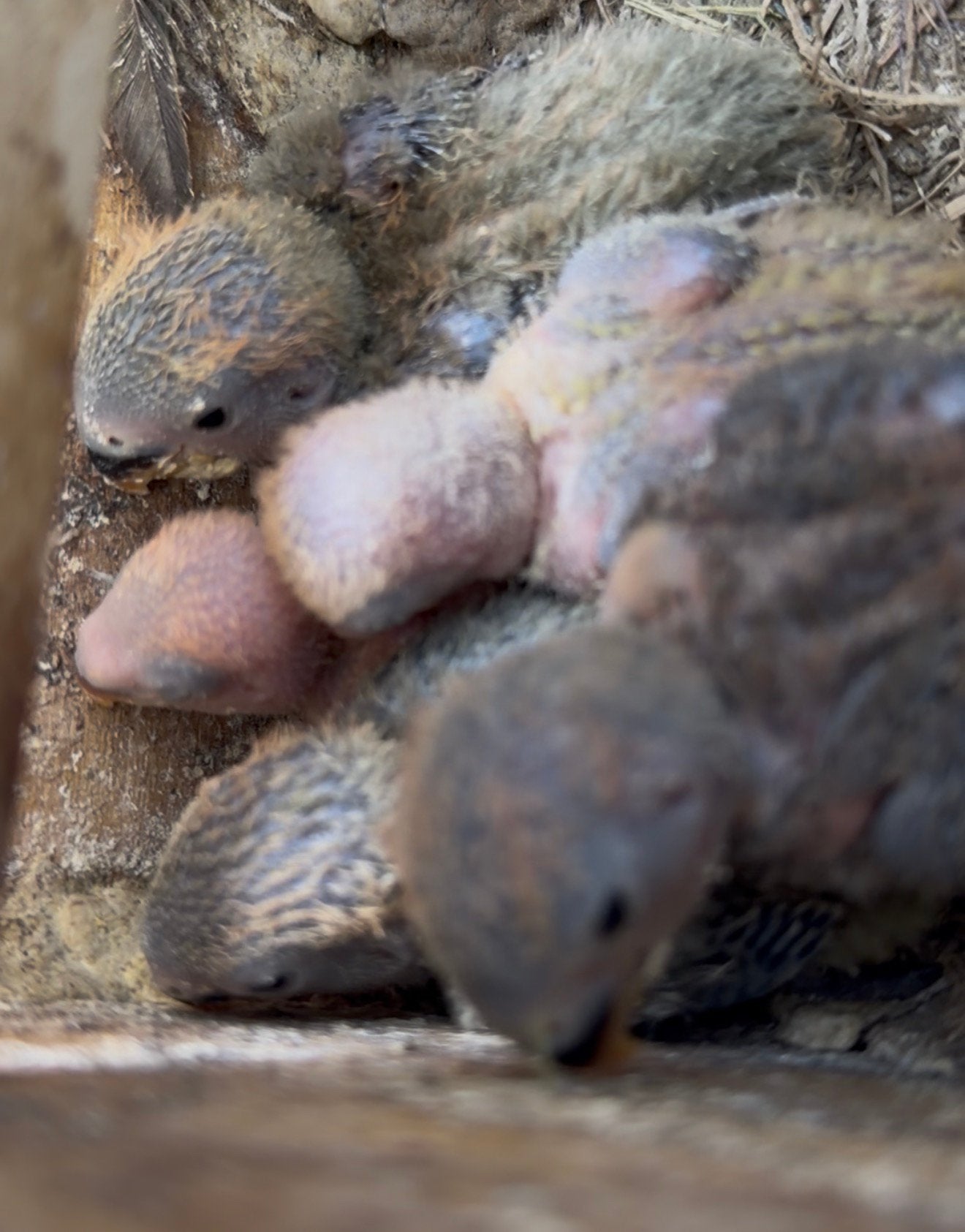 Agnapornis roseicollis, Dieren en Toebehoren, Geslacht onbekend, Dwergpapegaai of Agapornis