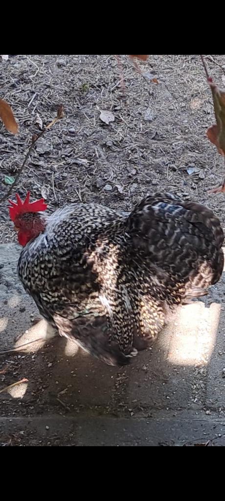 Cochin haantje, Dieren en Toebehoren, Mannelijk, Kip