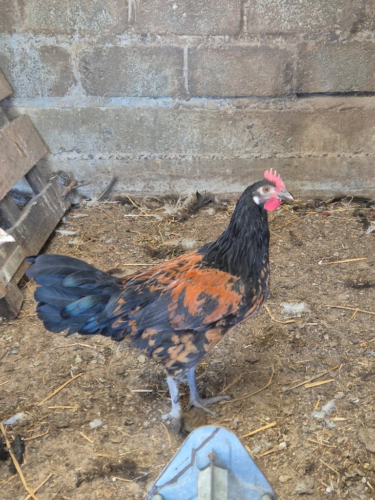 Hanen, Mâle, Poule ou poulet