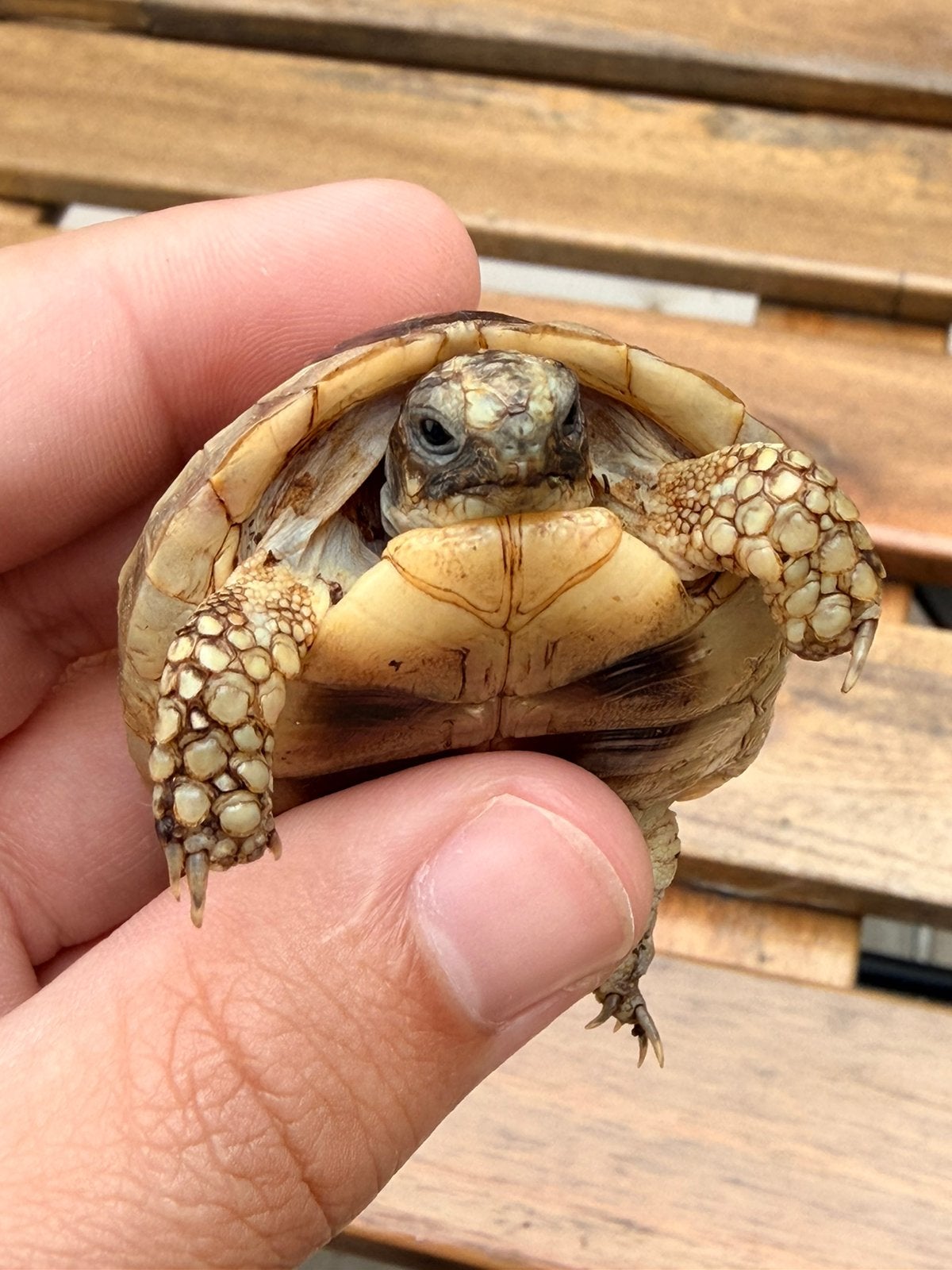 Landschildpad - testudo graeca marginata, Schildpad, 3 tot 6 jaar