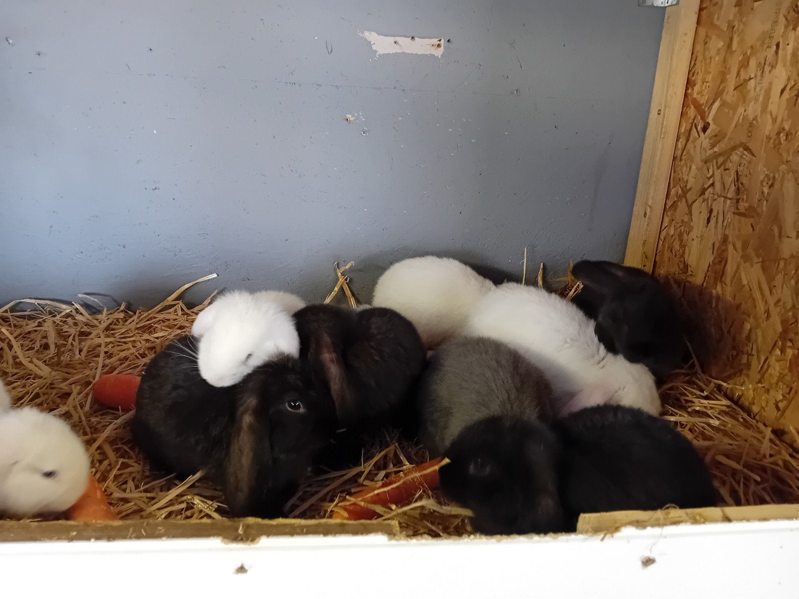 Wit blauwoog voedster., Dieren en Toebehoren, Konijnen, Vrouwelijk, Groot, Hangoor, 0 tot 2 jaar