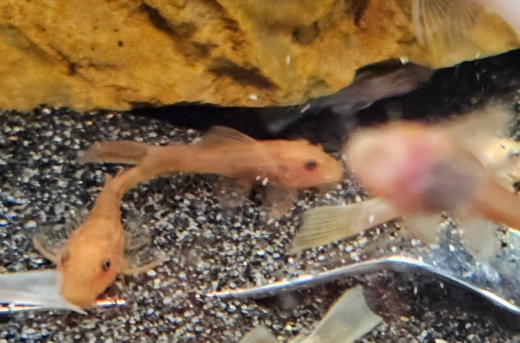 Shortfin rouge Ancistrussen, Poisson, Poisson d'eau douce