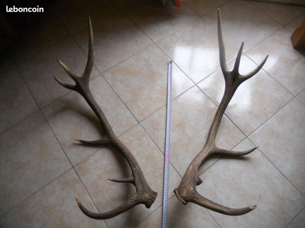 2 bois de cerf poids environ 2.5 kilo, Antiquités & Art, Enlèvement