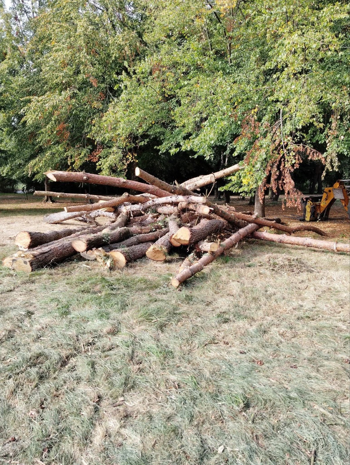bois  troncs de pin, Tuin en Terras, Brandhout, 6 m³ of meer, Ophalen, Overige houtsoorten, Stammen