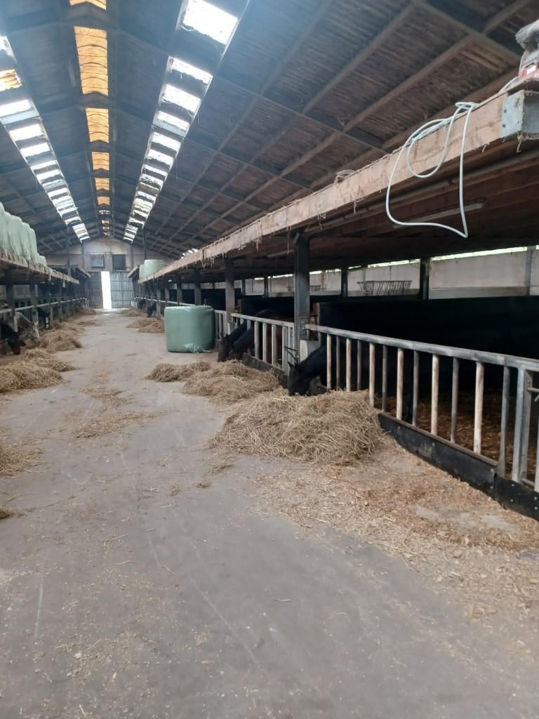 Stalling met weides voor paarden, Dieren en Toebehoren, Weidegang, 4 paarden of pony's of meer
