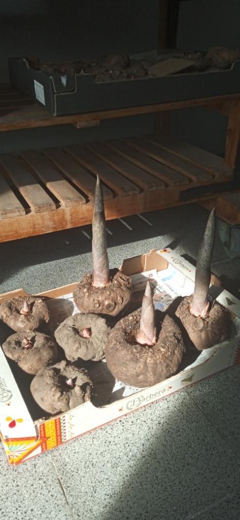 Amorphophallus konjac-, voodoolelie-, slangenpalm-knollen, Tuin en Terras, Bloembollen en Zaden, Ophalen, Voorjaar, Volle zon