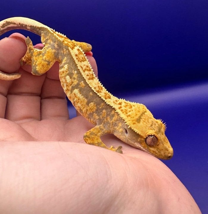 Wimpergecko 07 pv, Dieren en Toebehoren, Overige soorten, 0 tot 2 jaar