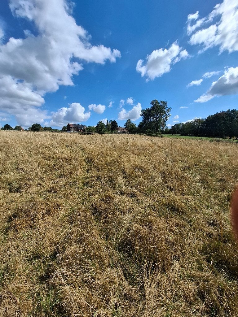 Prairie agricole pour cheveaux ou moutons