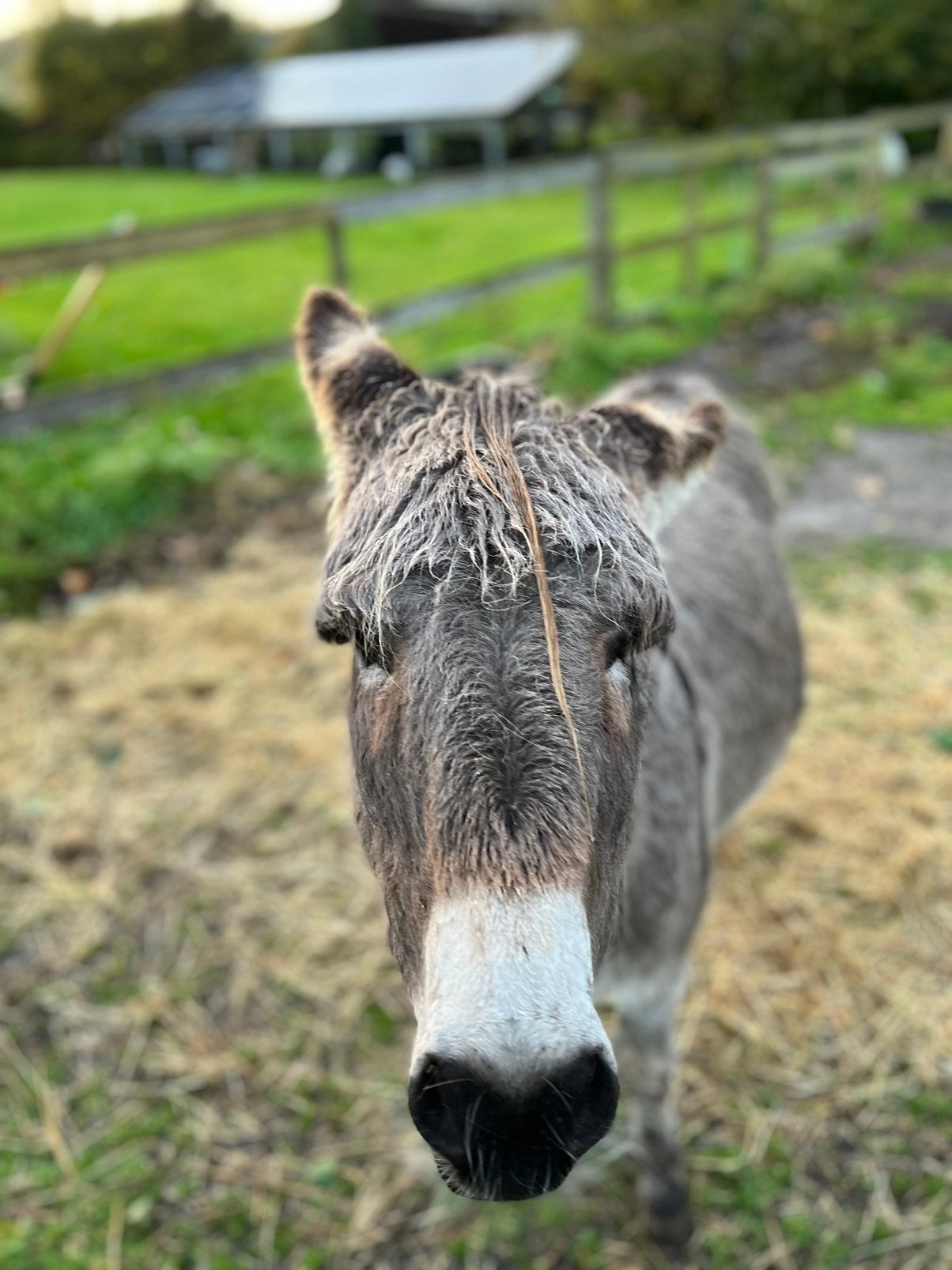 Grijs kruisezeltje, Dieren en Toebehoren, Pony's, Ruin, Niet van toepassing, 11 jaar of ouder, Gechipt, Ontwormd