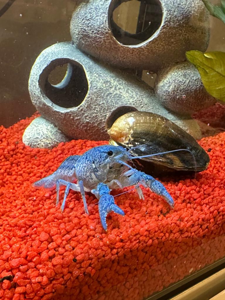 Blauwe Florida kreeft 15cm, Ophalen