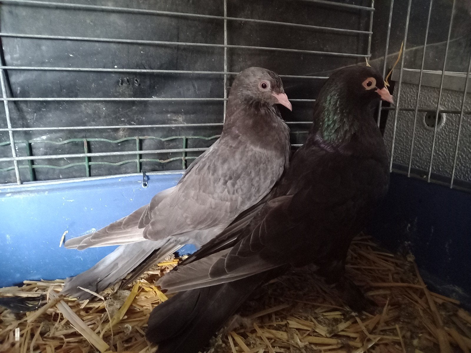 Koppel tuimelaars, Dieren en Toebehoren