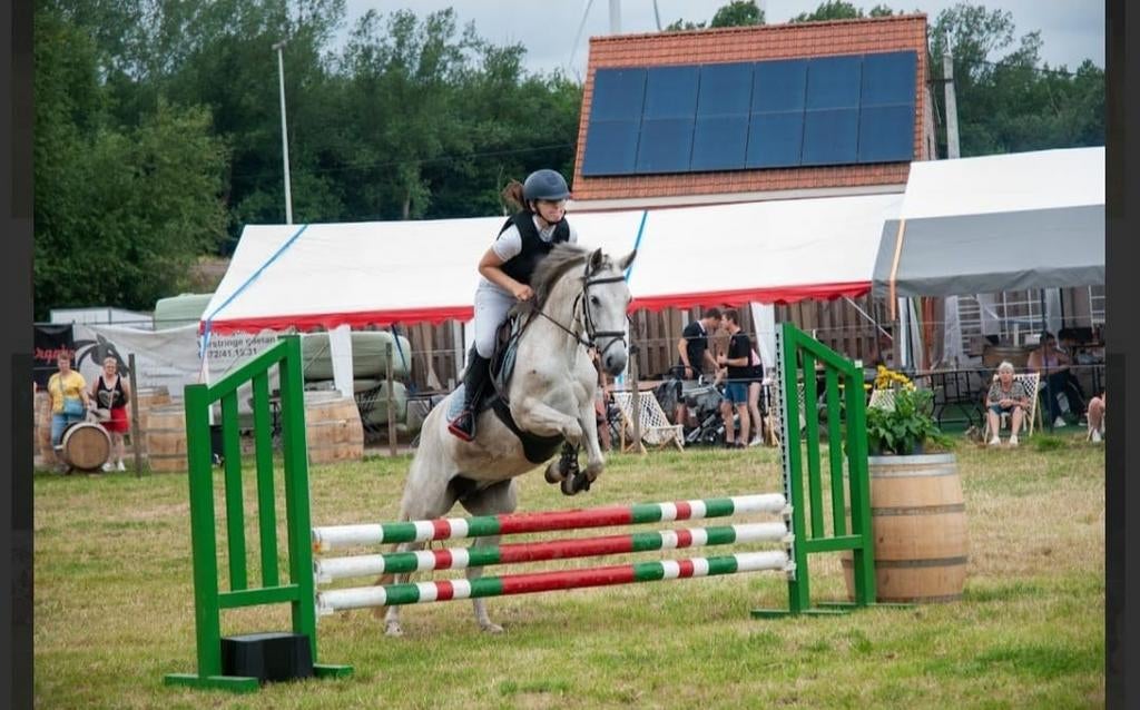 Brave D pony, Dieren en Toebehoren, Ophalen
