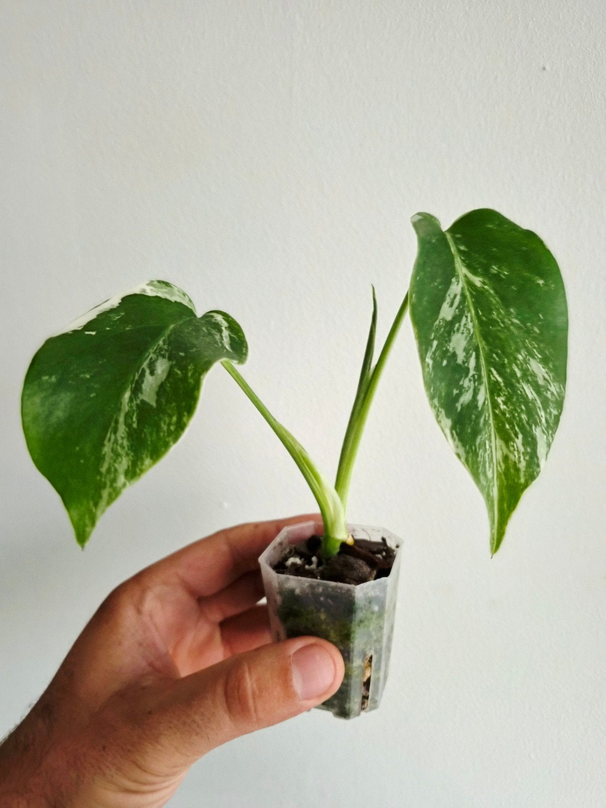 Monstera Deliciosa Albo variegata, Autres espèces, En pot, Enlèvement ou Envoi, Moins de 100 cm