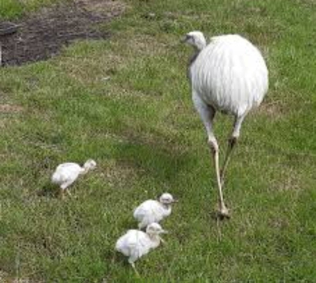 Nandoe,nandoe kuikens, wit ,grijs., Meerdere dieren