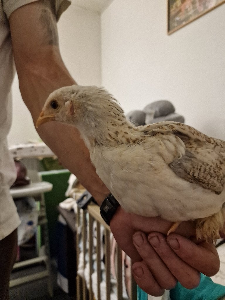 3 Kuikens brahmas / brahma mix, Meerdere dieren, Kip