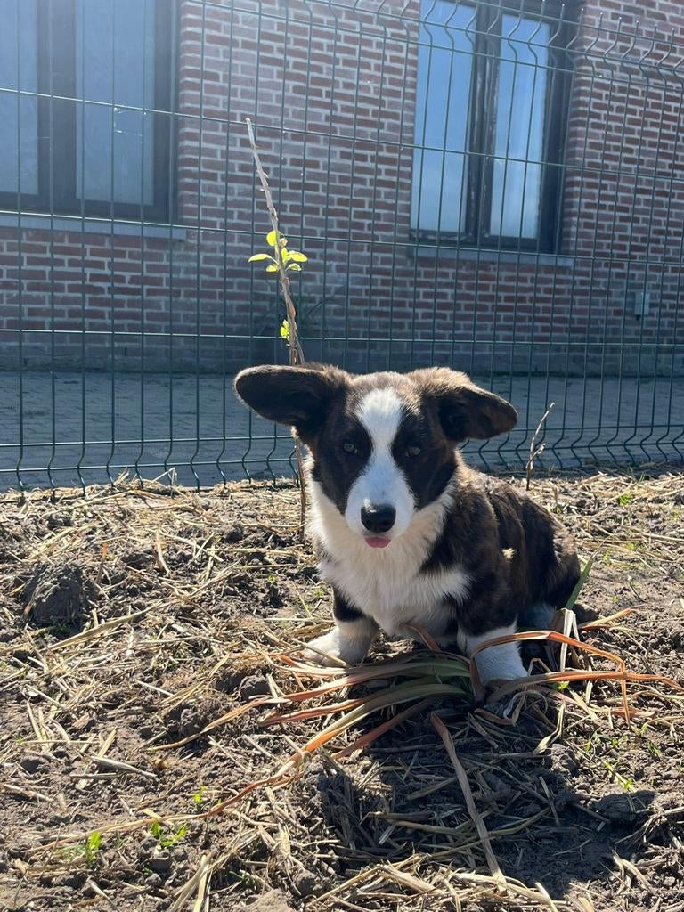 Zeer mooie welsh corgi cardigan pups, Dieren en Toebehoren, België, Fokker | Hobbymatig, 15 weken tot 1 jaar, Overige rassen