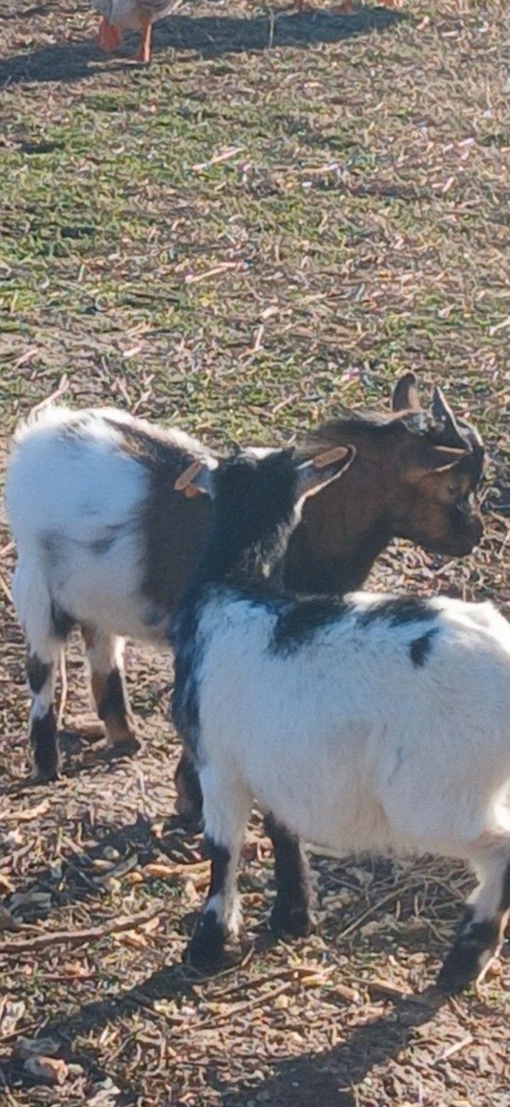 mini dwerggeitbokje gevlekt, Dieren en Toebehoren