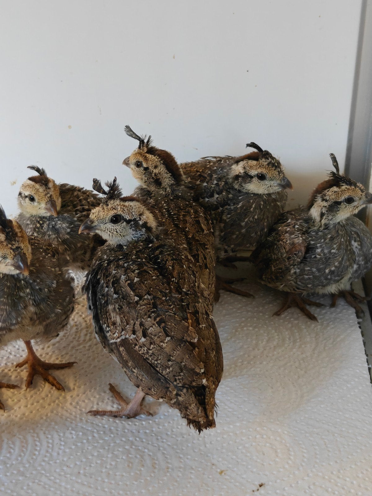 bergkuifkwartel, Dieren en Toebehoren, Vogels | Overige Vogels, Geslacht onbekend, Geringd