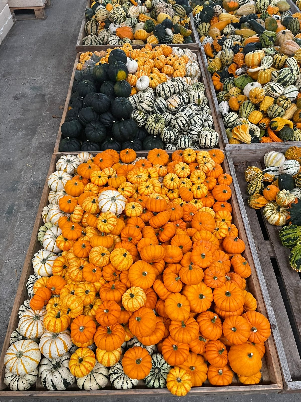 Sierfruit en pompoenen en butternut, Ophalen