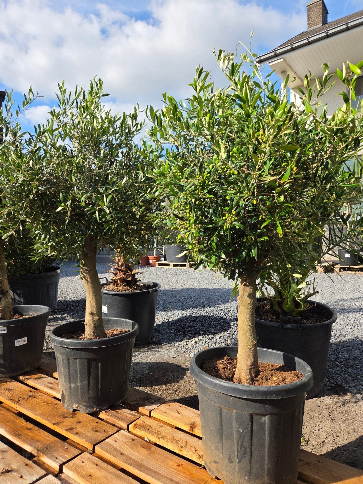 Terrasolijfboom Olea Europaea, Jardin & Terrasse, Plantes | Arbres, Enlèvement