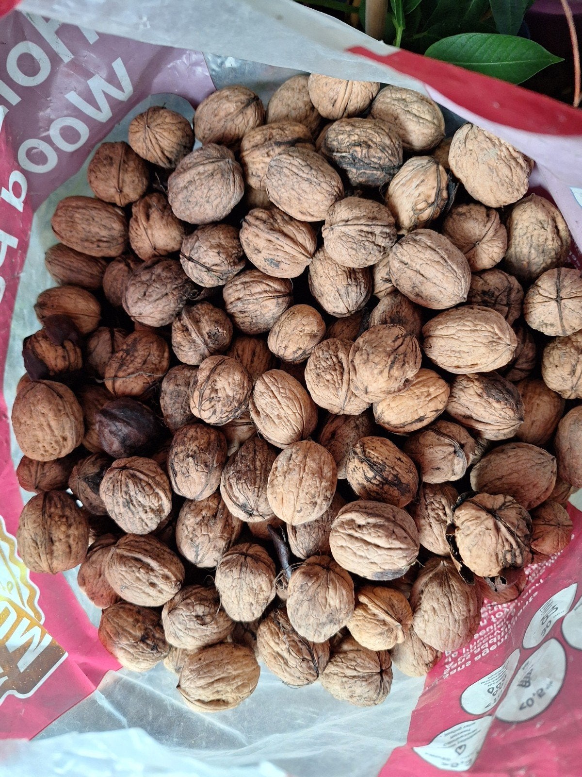 15 kg BIOLOGISCHE VERSE NOTEN TE KOOP, Diversen, Ophalen