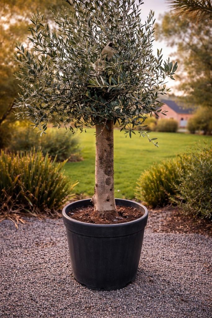 Terrasolijfboom Olea Europaea, Enlèvement