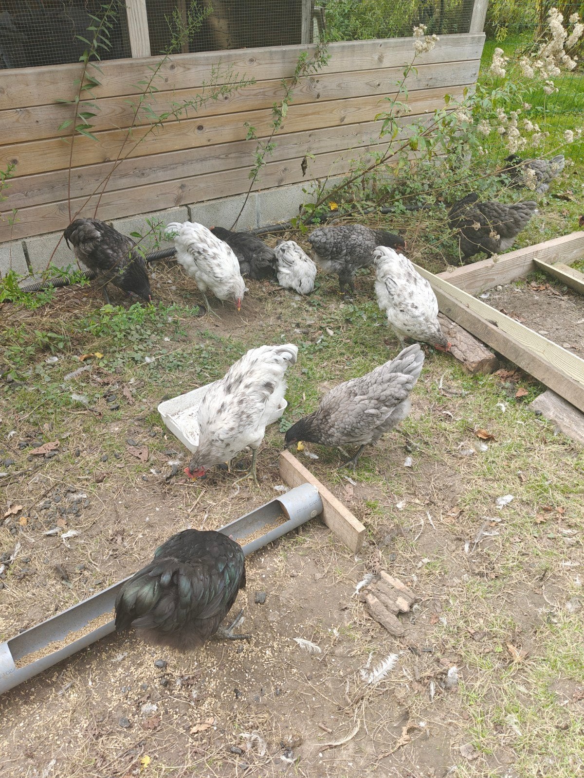 jersey giant haan, Dieren en Toebehoren, Mannelijk, Kip