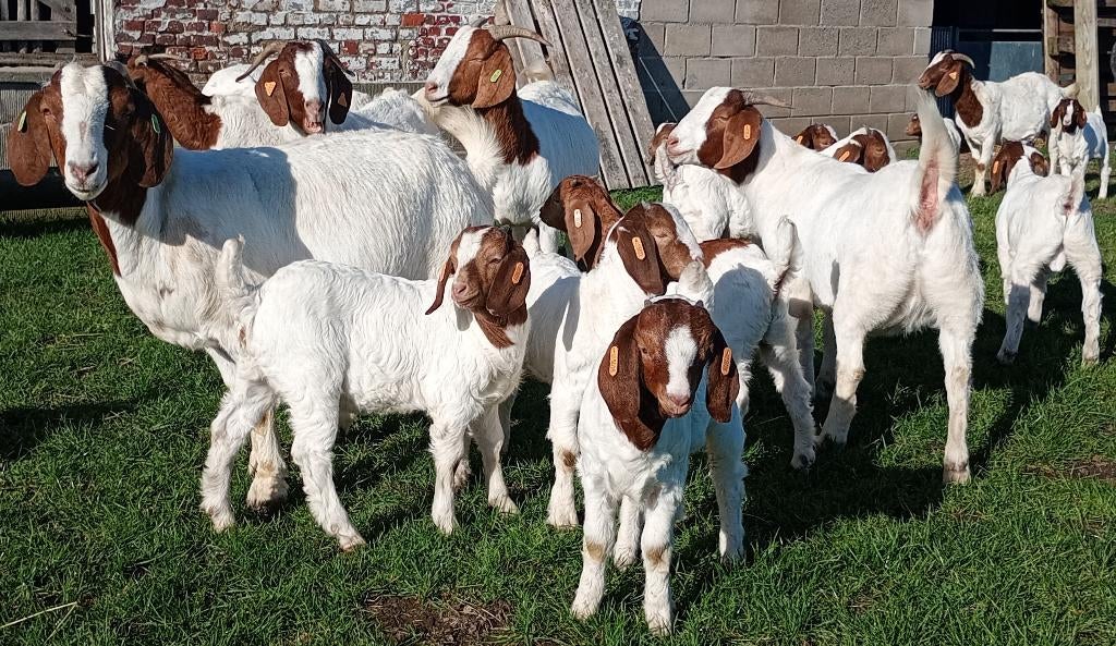 Boergeit miekes en bokken, Meerdere dieren, Geit