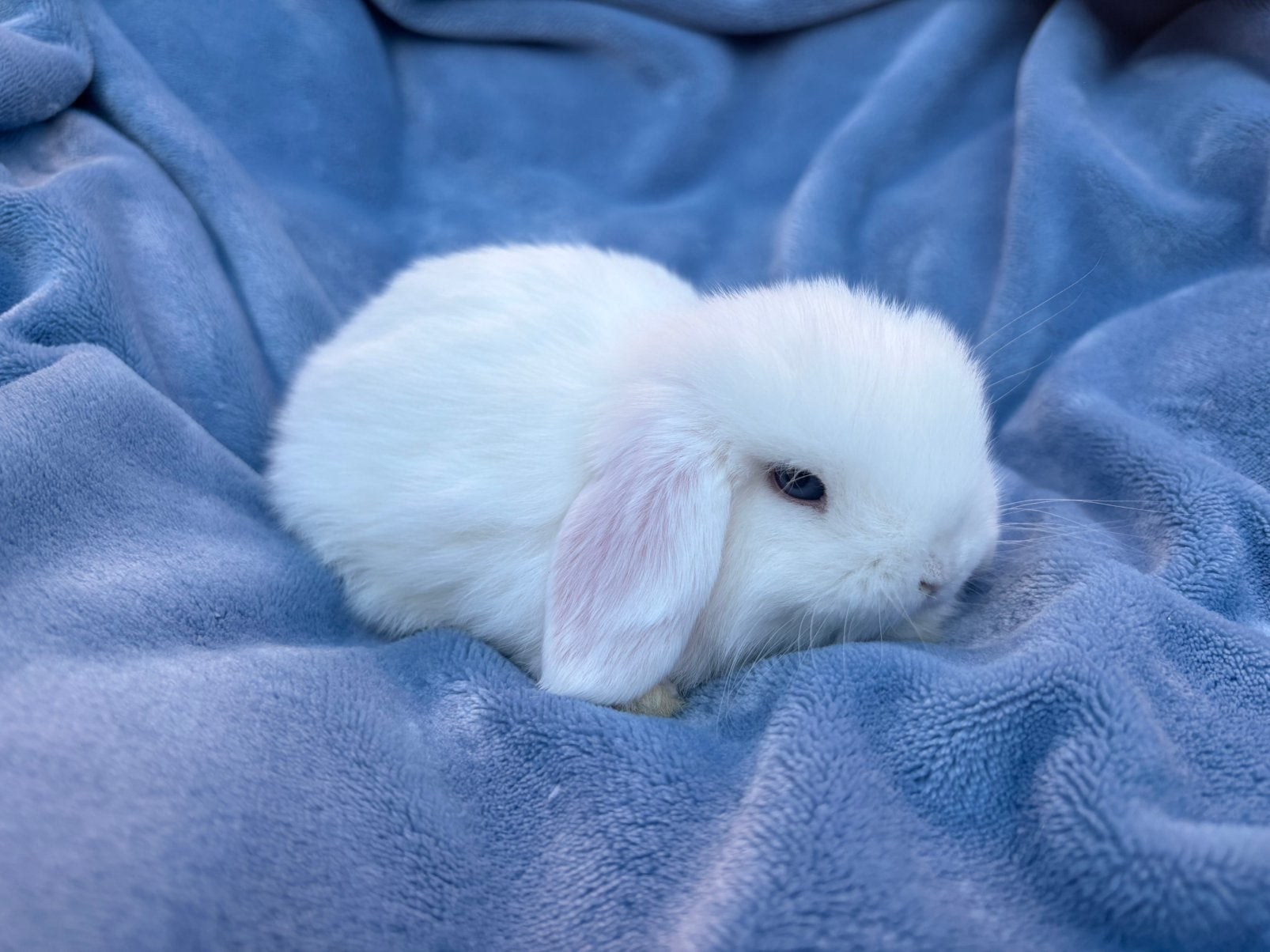 Minilop man, Animaux & Accessoires, Rongeurs, Mâle, Domestique, Avril, Autres types