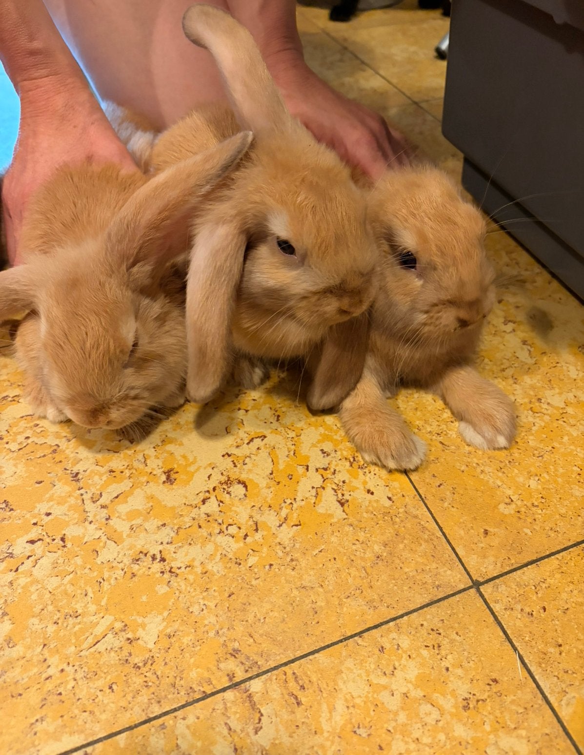 Hangoorkonijnen, Animaux & Accessoires, Lapins, Taille moyenne, Plusieurs animaux, 0 à 2 ans, Oreilles tombantes