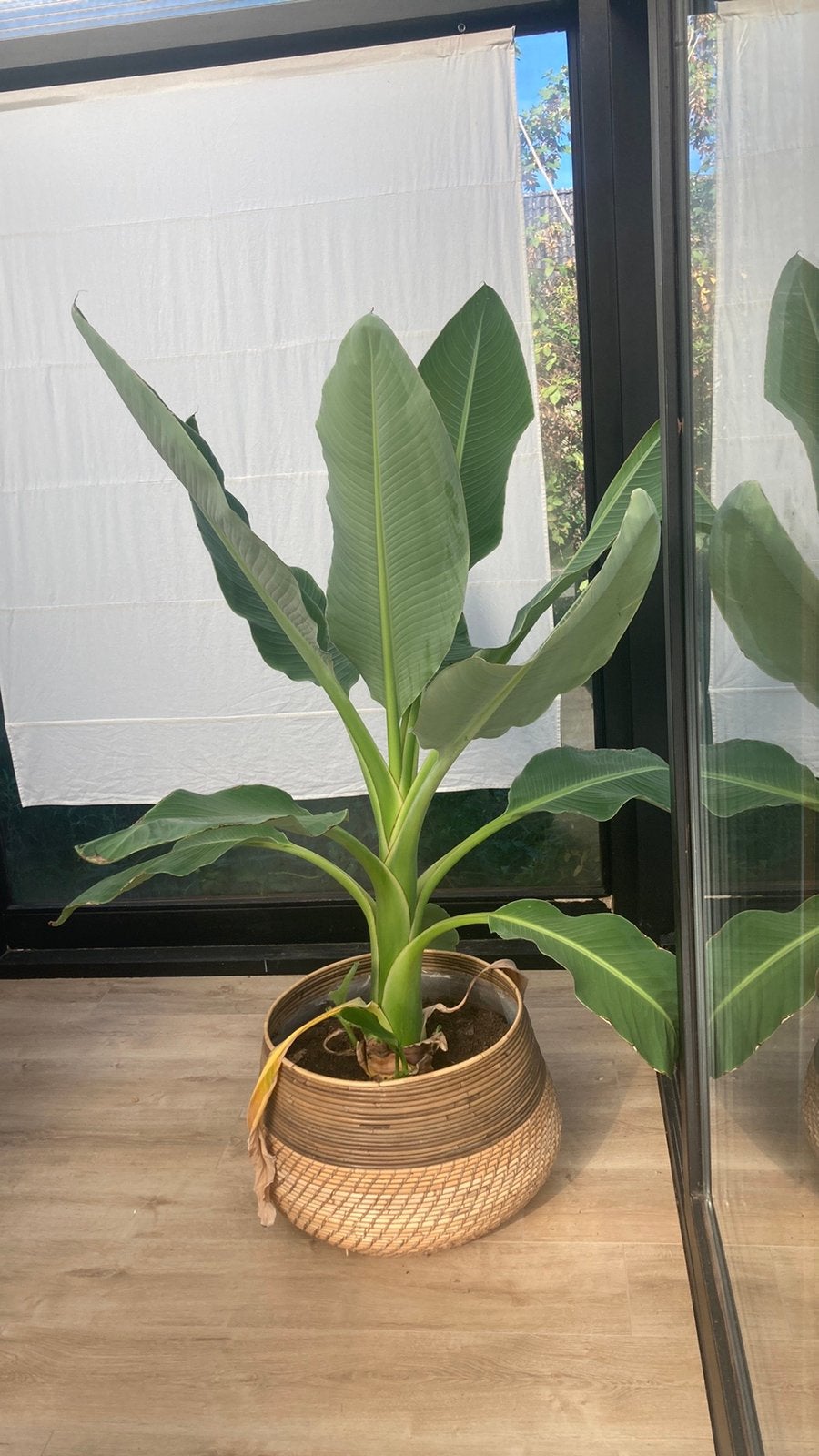 Bananenplant te koop, Huis en Inrichting, Ophalen