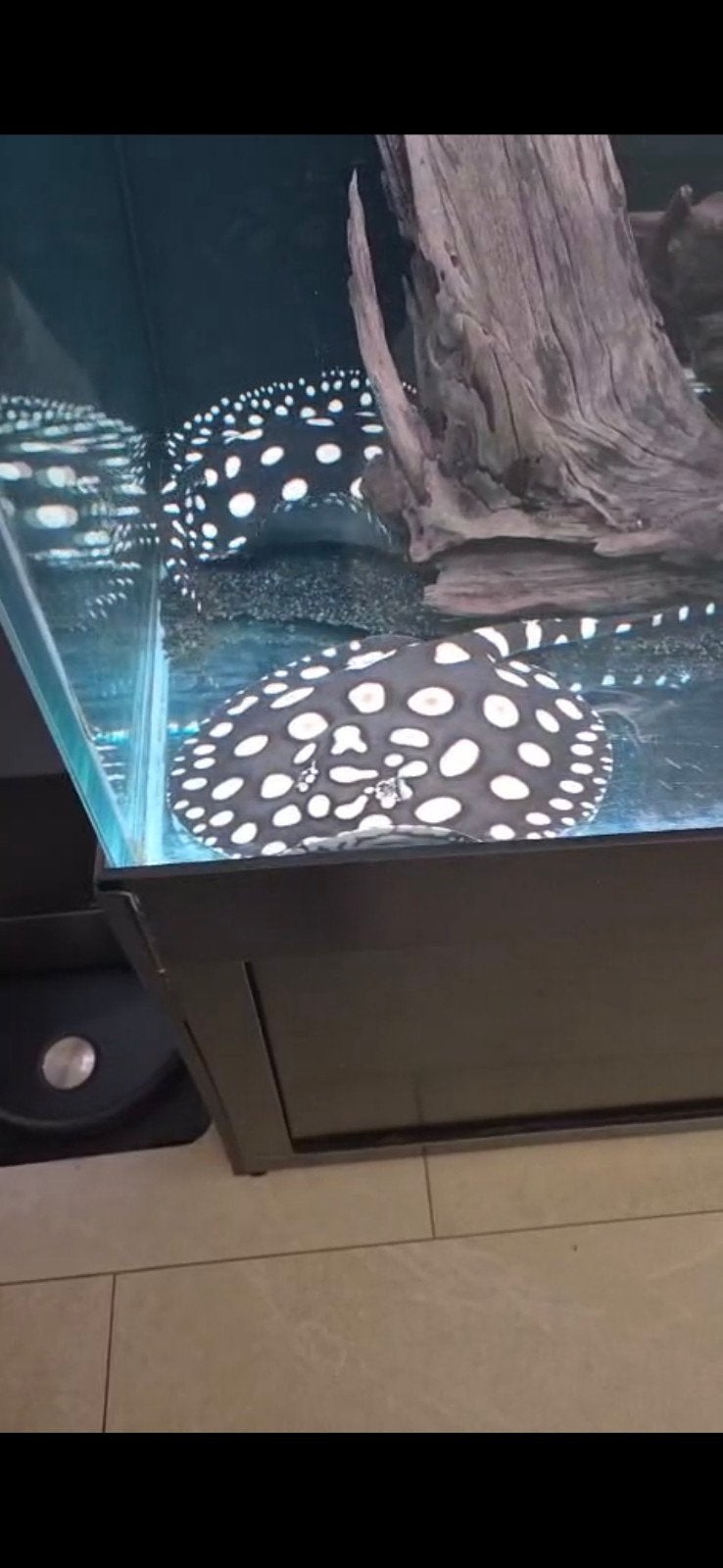 potamotrygon black diamond x henlei big spot, Dieren en Toebehoren