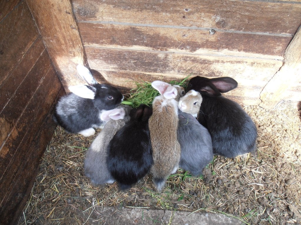 Jonge konijnen, Dieren en Toebehoren