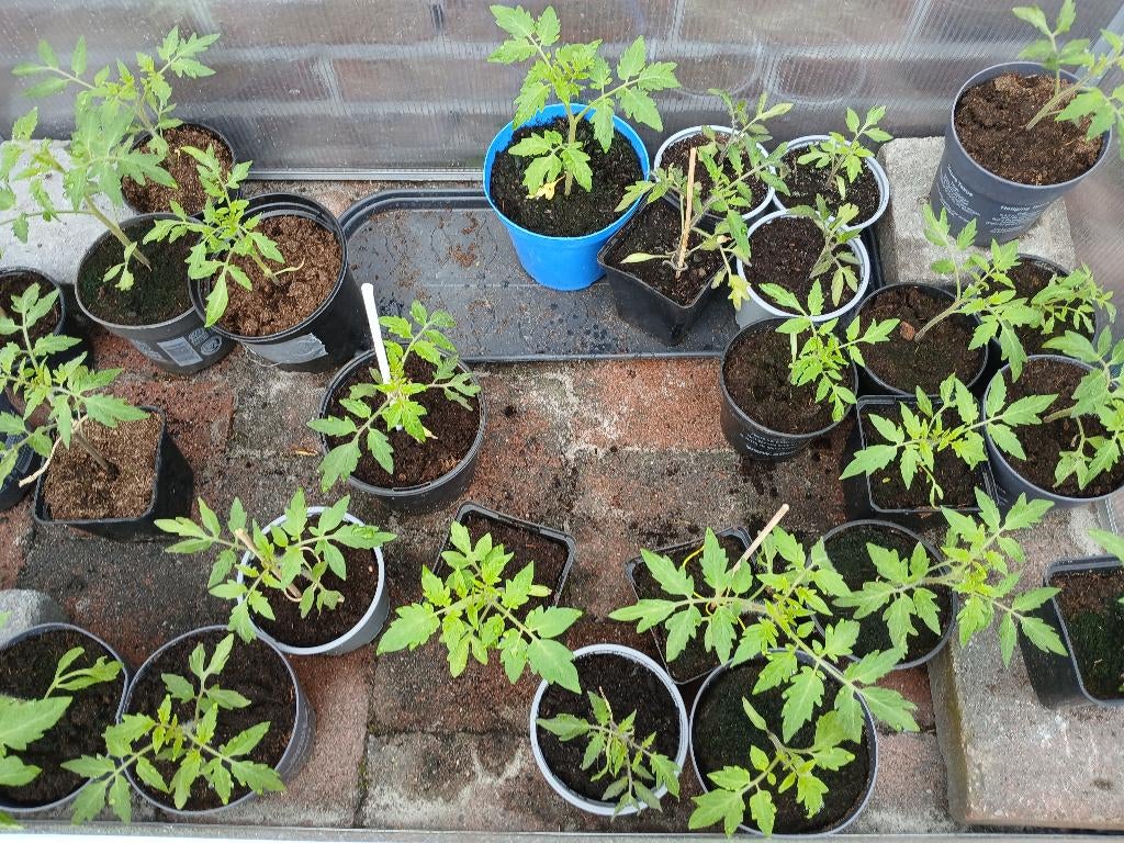 Tomaten plantjes te koop, Ophalen