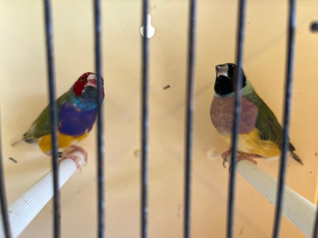 koppel gouldamadines, Dieren en Toebehoren, Tropenvogel, Geringd
