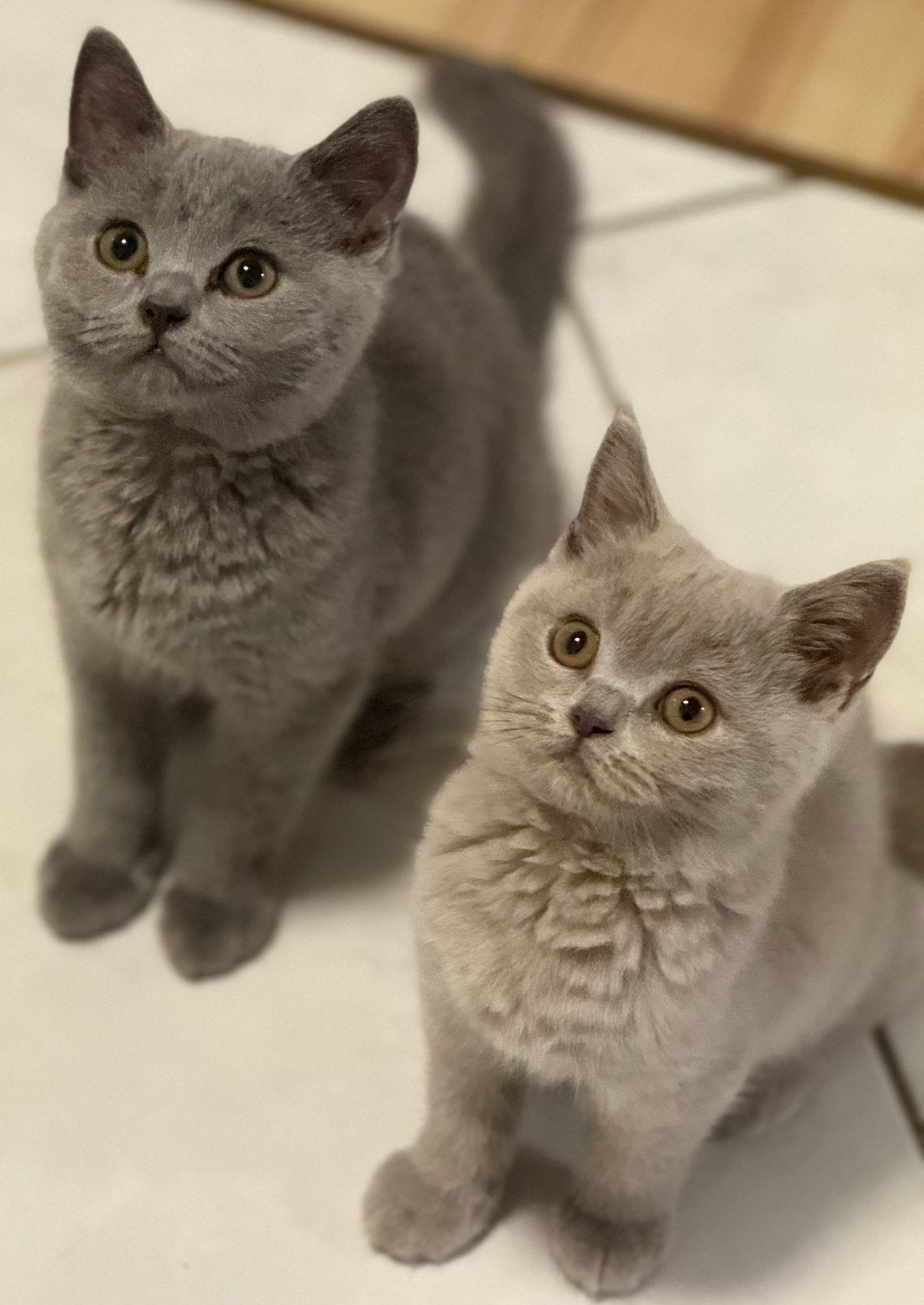 Charmante Britse Korthaar kittens – Beschikbaar&vertrekklaar, Dieren en Toebehoren, Katten en Kittens | Raskatten | Korthaar, Meerdere dieren