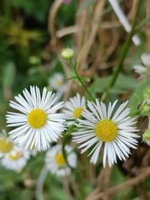 Zomerfijnstraal 6 voor 5 euro, Tuin en Terras, Planten | Tuinplanten, Volle zon, Eenjarig, Zomer, Ophalen