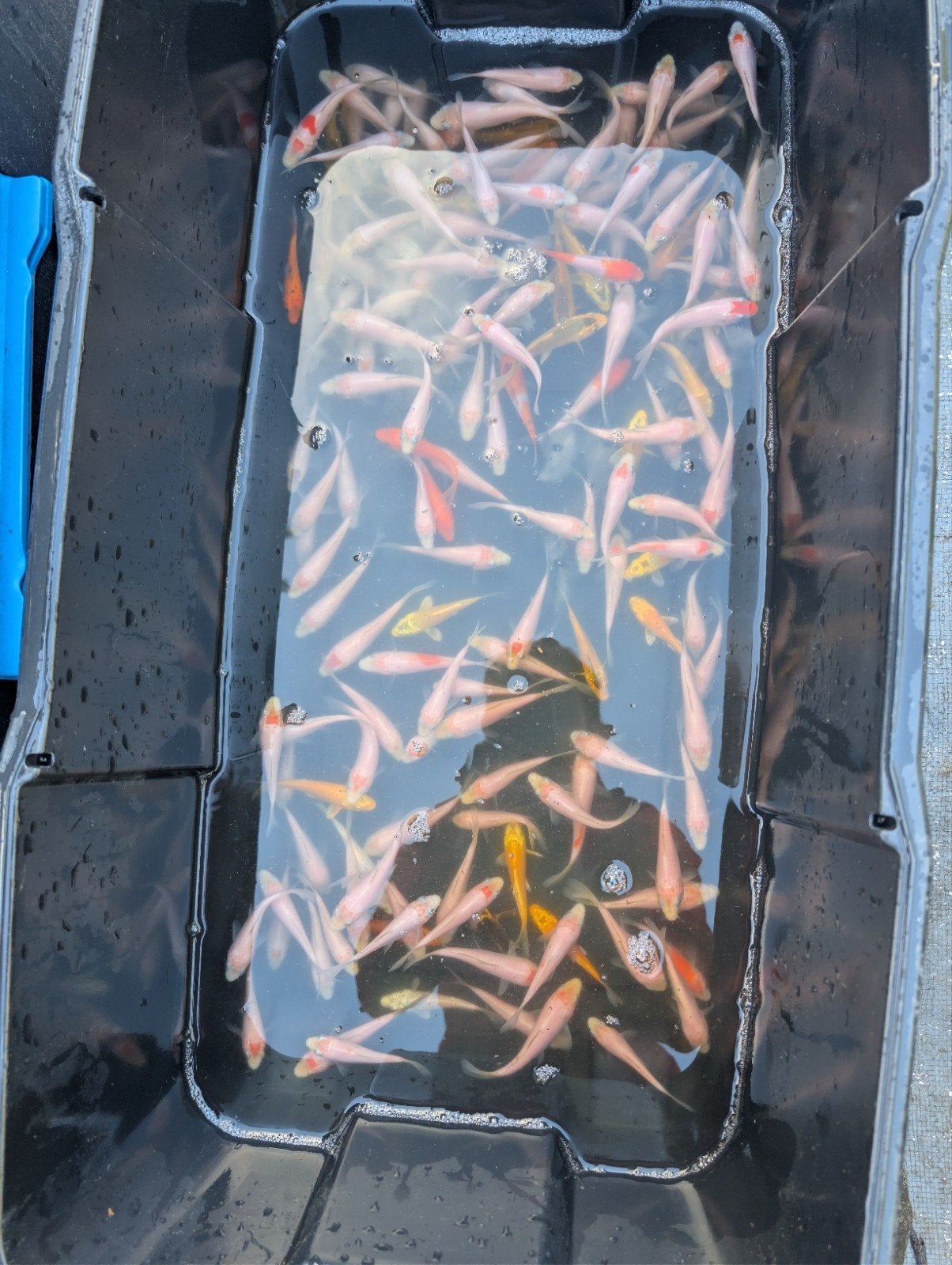 Laatste kans!!! Mooie koi's van 6-8cm te koop, Carpe ou Koï