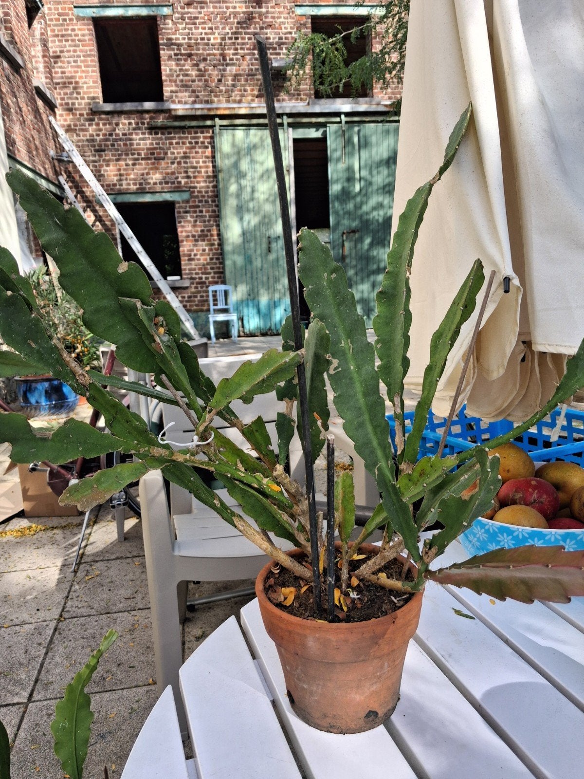 roodbloeiende phyllocactus, Tuin en Terras, Ophalen