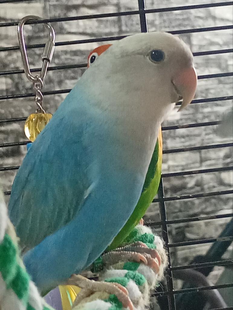 2 tourtereaux + cage et accessoires, Animaux & Accessoires, Oiseaux | Perruches & Perroquets, Perroquet nain ou Inséparable, Domestique